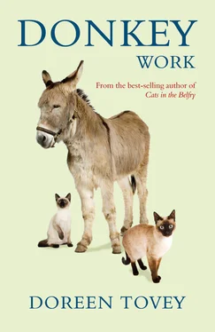 Doreen Tovey Donkey Work обложка книги
