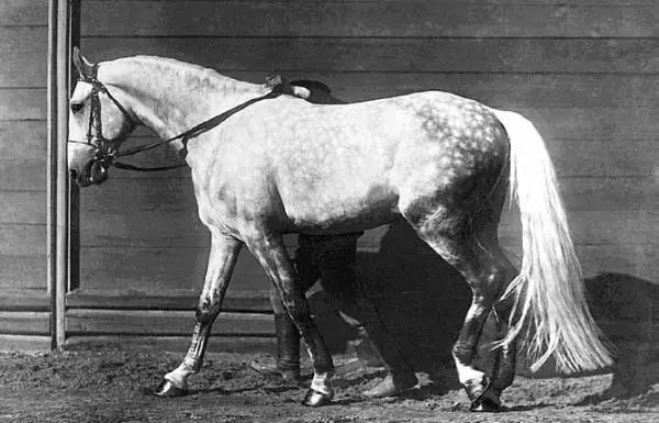 Крепыш Лошади в заводе Я И Бутовича Фото Н А Алексеева 1913 г На - фото 17