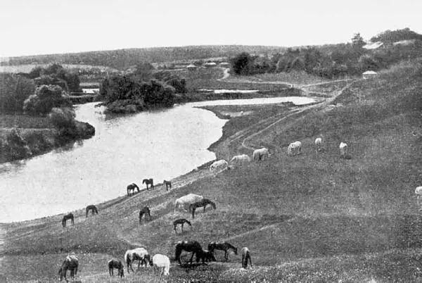 Лошади в заводе Я И Бутовича Фото Н А Алексеева 1913 г На крыльце дома - фото 18