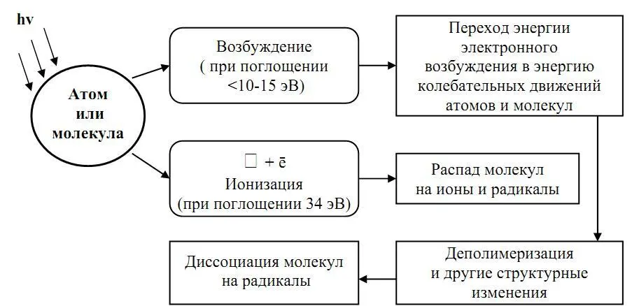 Схема 1 Наиболее чувствительными к ИИ клеточными элементами являются ядерные и - фото 1