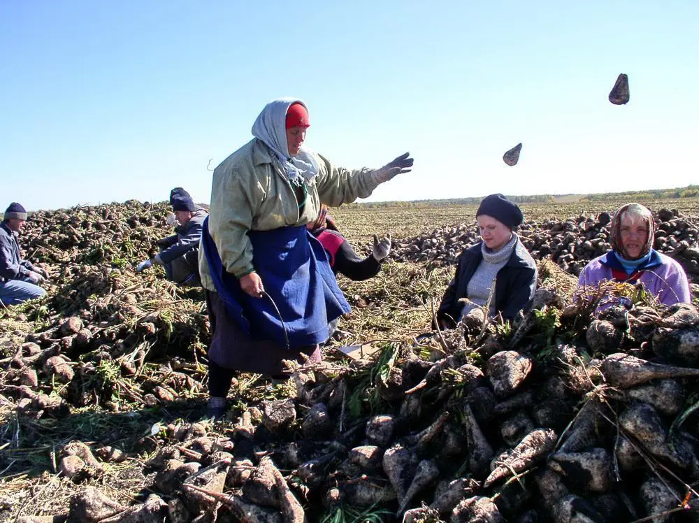 Село Веселое Белгородская область Уборка сахарной свеклы Подчеркну в кадре - фото 23