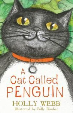 Холли Вебб A Cat Called Penguin