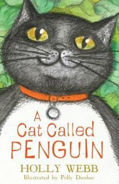 Холли Вебб A Cat Called Penguin обложка книги