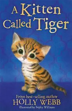 Холли Вебб A Kitten Called Tiger обложка книги