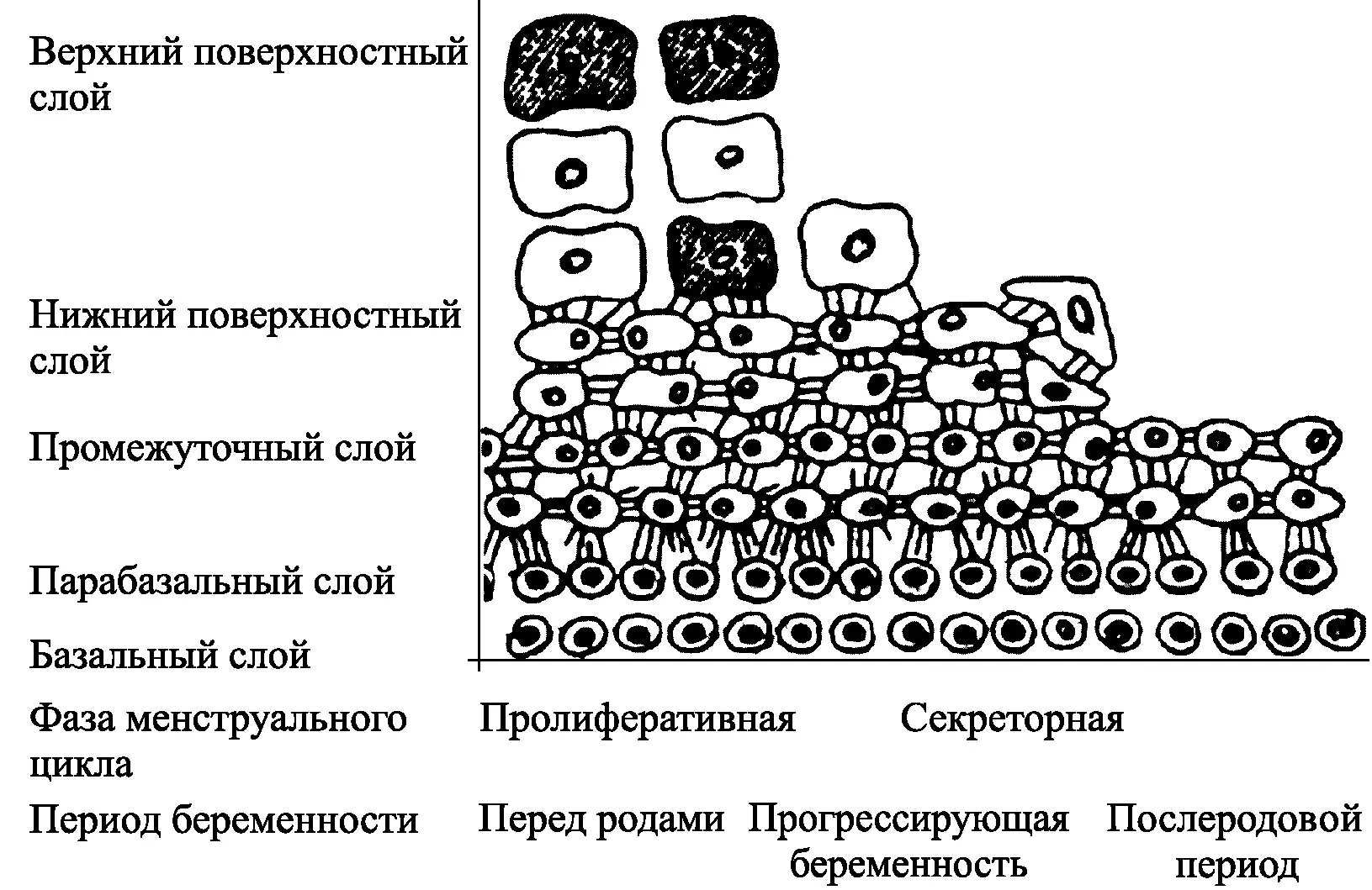 Рис 38 Схема изменения влагалищного эпителия под влиянием гормонов по - фото 18