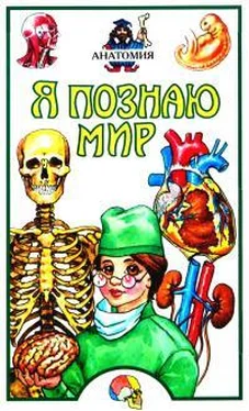 Алексей Пахневич Я познаю мир. Анатомия обложка книги