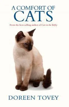 Дорин Тови A Comfort Оf Cats обложка книги