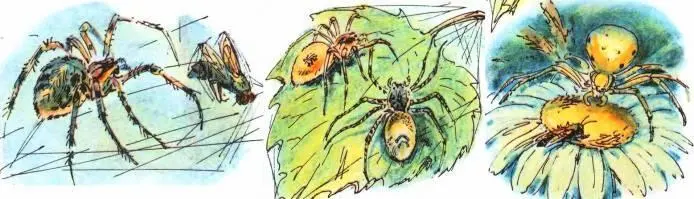 Оказывается пауков на земле очень много и все они разные Янычар и Серый с - фото 30