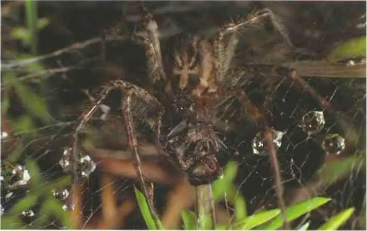 Этот травяной паук только что поймал в свою сеть незадачливую муху Яд - фото 13