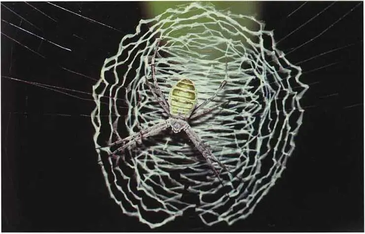 Видимо не полностью доверяя прочности паутины пауккрестовик из Малайзии - фото 17