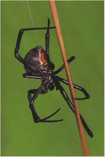 Этот паук черная вдова Latrodectus mactans пользуется своим шелком не - фото 20