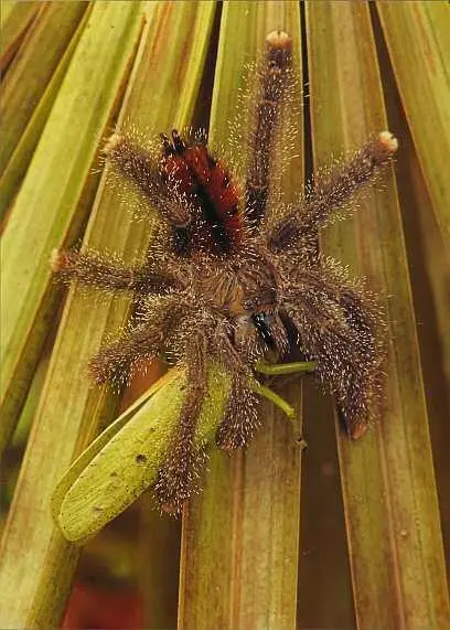 Паукптицеед Avicularia metallica обитает во влажных тропических лесах Перу - фото 24