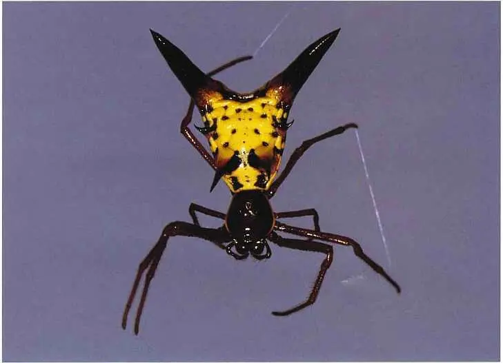 Остроконечные наросты на брюшке паука Micrathena sagittata повидимому служат - фото 75