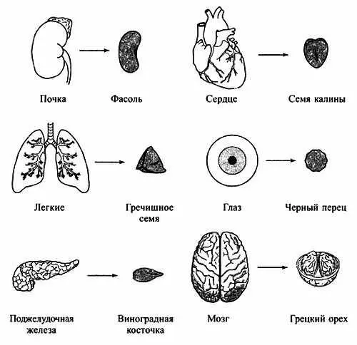 Рис 44 Подобие формы семян и внутренних органов Рис 45 Стимуляция зоны - фото 40