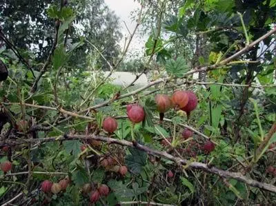 Ингредиенты самогон водка 40 1 л ягоды крыжовника 1 кг сахар - фото 23