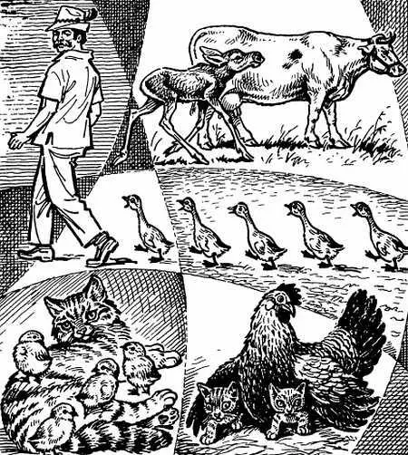 Привычка следовать за матерью развивается и у ягнят Иногда это приводит и к - фото 5