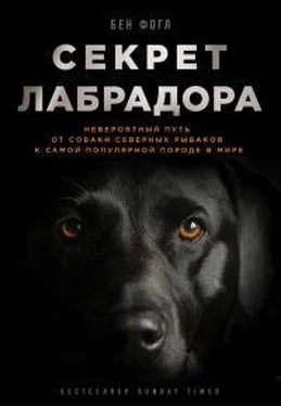 Бен Фогл Секрет лабрадора. Невероятный путь от собаки северных рыбаков к самой популярной породе в мире обложка книги