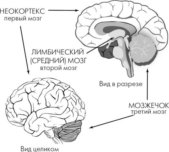 Однако на неокортексе все не заканчивается далее в дело вступает лимбический - фото 1