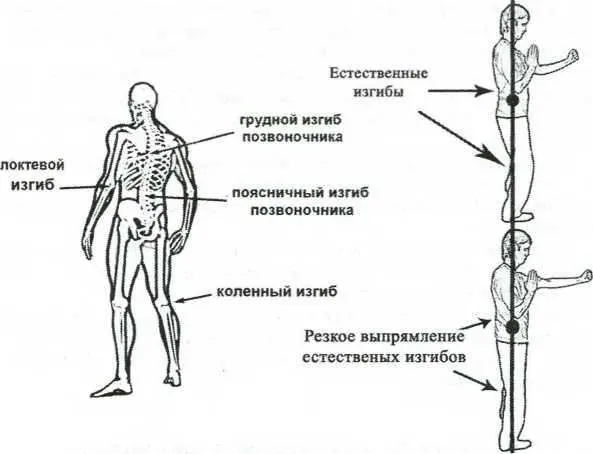 Рис 110 Естественные изгибы человеческого тела Базовый удар вин чунь - фото 11