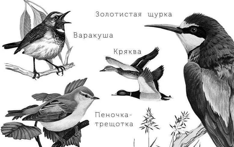 Что за птичка горный конёк Почему он не побоялся спрятаться в норе Горный - фото 18