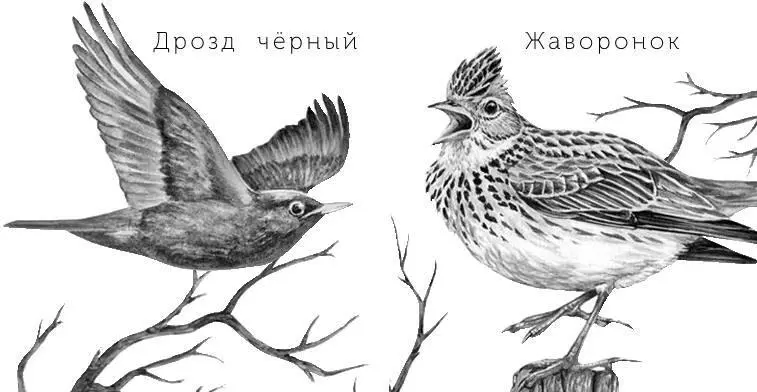 О чём пела сорока Пригрелась сорока на мартовском солнце глаза прижмурила - фото 20