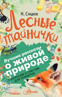 Николай Сладков Лесные тайнички. С вопросами и ответами для почемучек обложка книги