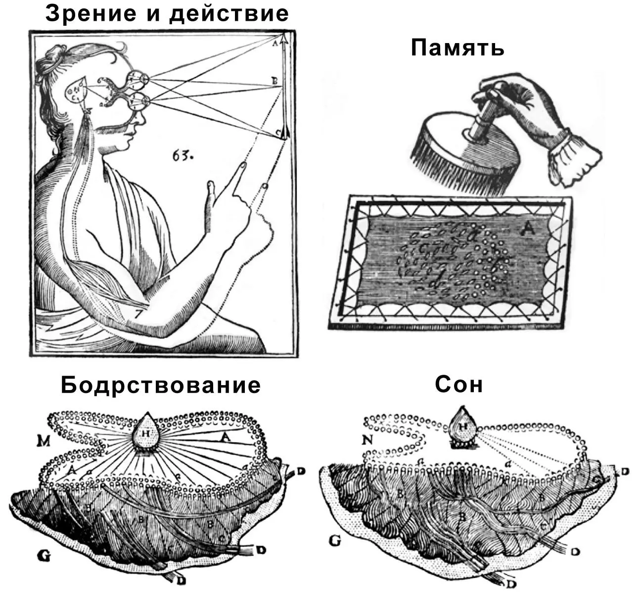 Рисунок 2Теория нервной системы созданная Декартом едва не породила - фото 3