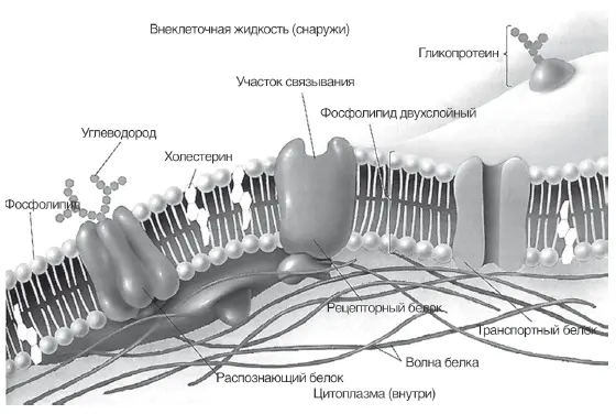 Рис 12 Виртуальная модель цитоплазматической мембраны клетки человека Рис - фото 15