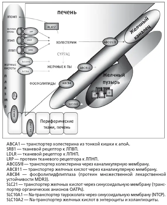 Рис 15 Транспорт основных метаболитов в печени по Marschall HU Einarsson С - фото 18
