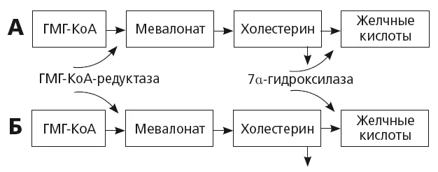 Рис 17 Регуляция секреции холестерина и желчных кислот у здоровых людей А и - фото 20