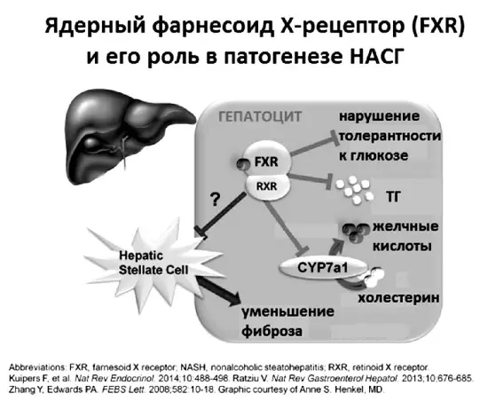 Рис 18 Ядерный фарнесоид Хрецептор FXR и его роль в патогенезе НАСГ - фото 21