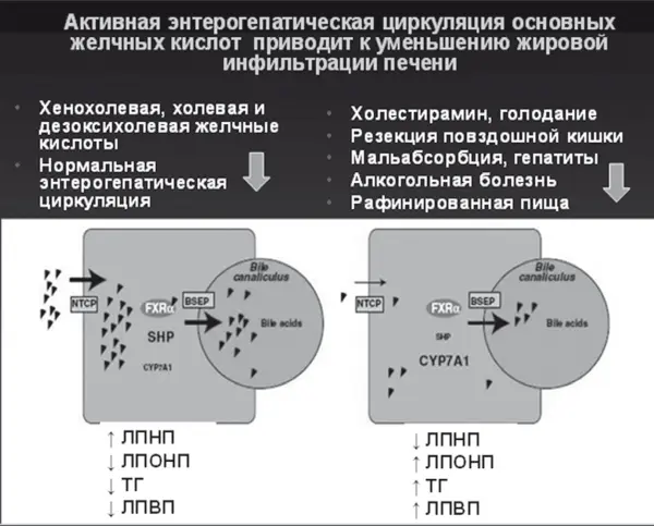 Рис 19 Эндокринная функция желчных кислот модифицировано по SM Нouten М - фото 22