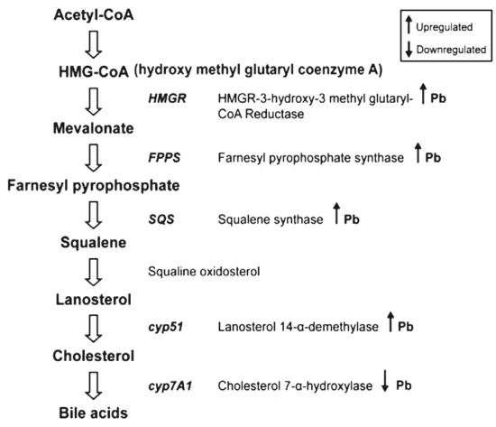 Рис 22 Влияние свинца на синтез холестерина в печени модифицировано по A - фото 25
