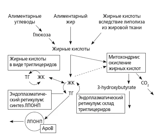 Рис 24 Обмен триглицеридов в гепатоците при НАЖБП 21 подавление - фото 27