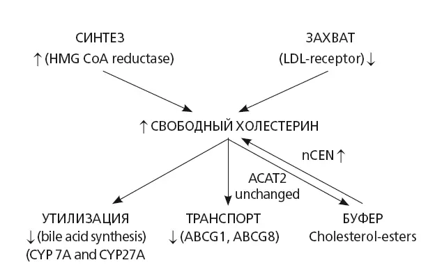 Рис 30 Нарушения метаболизма холестерина при НАСГ модифицировано по Min НК - фото 33