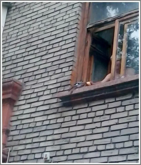 Ничего особенного птенца сойки подкармливают яблоком из открытого окна на - фото 3