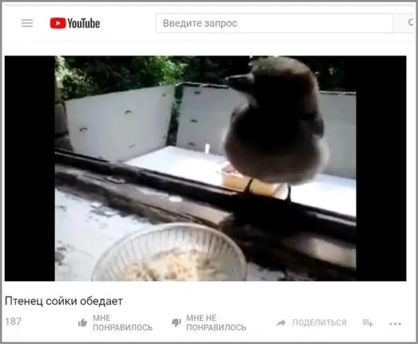 Детство сияющей птицы Истории из жизни птенца сойки - фото 78