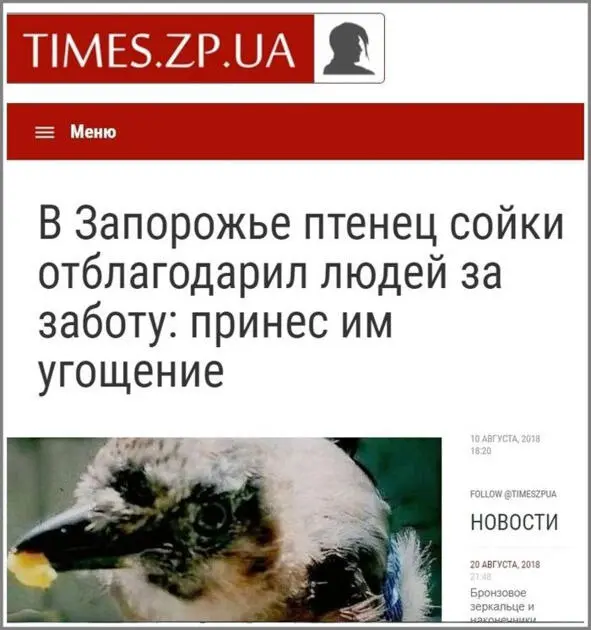 Детство сияющей птицы Истории из жизни птенца сойки - фото 81