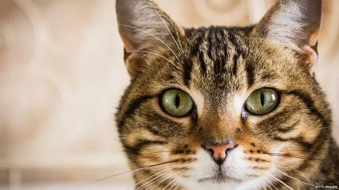 С тех пор за несколько сотен лет кошки табби распространились по всему миру в - фото 1