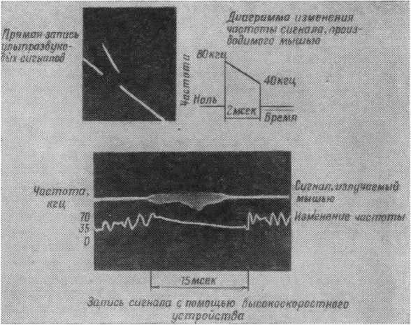 Рис 6 Запись на пленку сигналов излучаемых насекомоядной мышью Сигналы - фото 7