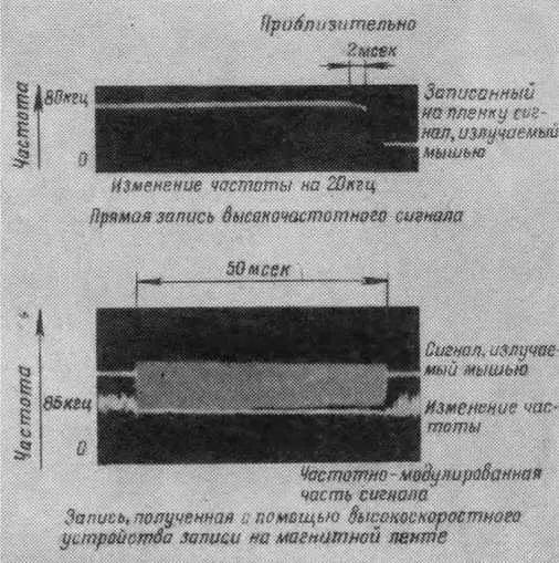 Рис 8 Запись на магнитной ленте сигналов излучаемых мышамиподковоносами - фото 9