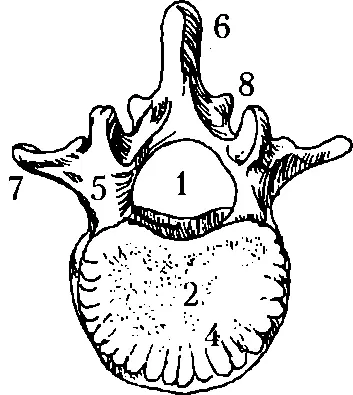 Рис 1 Позвонок человека вид сверху 1 позвоночный канал 2 тело - фото 2