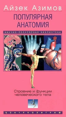 Айзек Азимов Популярная анатомия. Строение и функции человеческого тела обложка книги