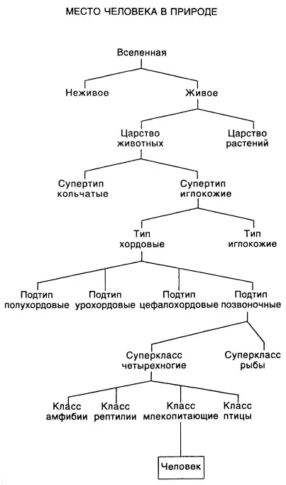 Первыми из этих возникших классов были млекопитающие названные так потому что - фото 6