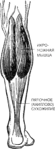 У человека пяточное сухожилие соединяет пятку с икрой ноги а не с тыльной - фото 34