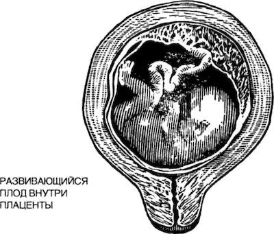 Было установлено что двуяйцевые близнецы численно превосходят по количеству - фото 66