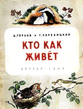 Дмитрий Горлов Кто как живёт обложка книги