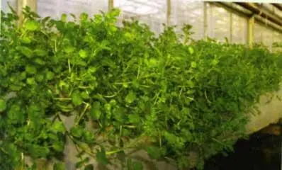 Водяной кресс В России водяной кресс интродуцирован П Ф Кононковым из - фото 26