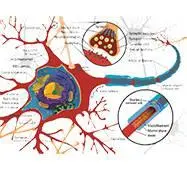 Since vata controls the activation of the nervous system it is important that - фото 3