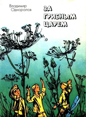 Владимир Одноралов За грибным царем. Рассказы и повесть обложка книги